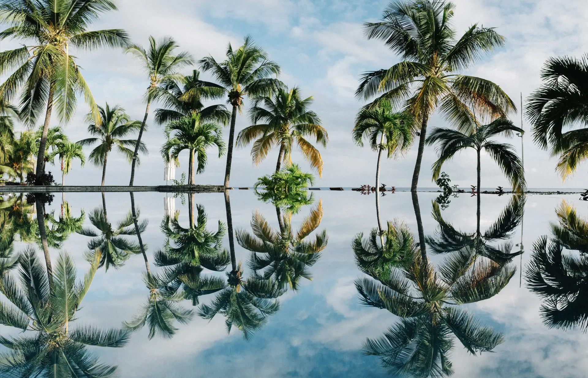 Palm trees reflected in still water